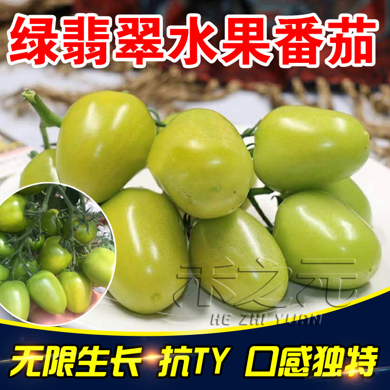 绿翡翠四季植小大圣女果番茄种子图片
