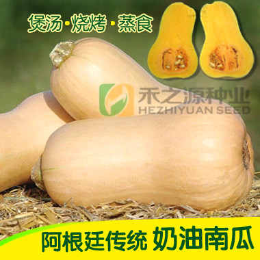 阿根廷烧烤型蜜本四季奶油南瓜