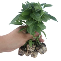 6 винтовых саженцев перца дадут перец менее чем за 40 дней.