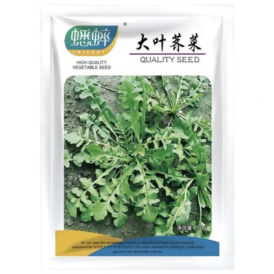 蟋蟀大叶荠菜种子农家四季叶野菜