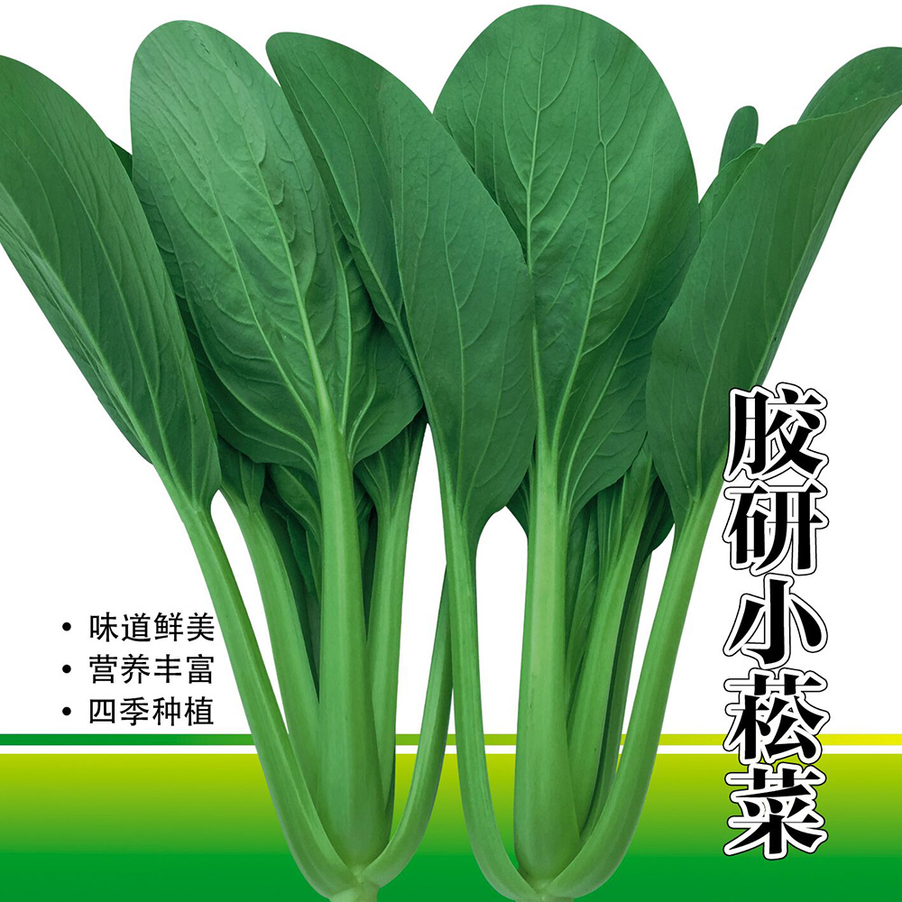 四季小菘菜种子阳台盆栽小青菜