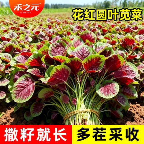 农家四季红苋菜种子盆栽