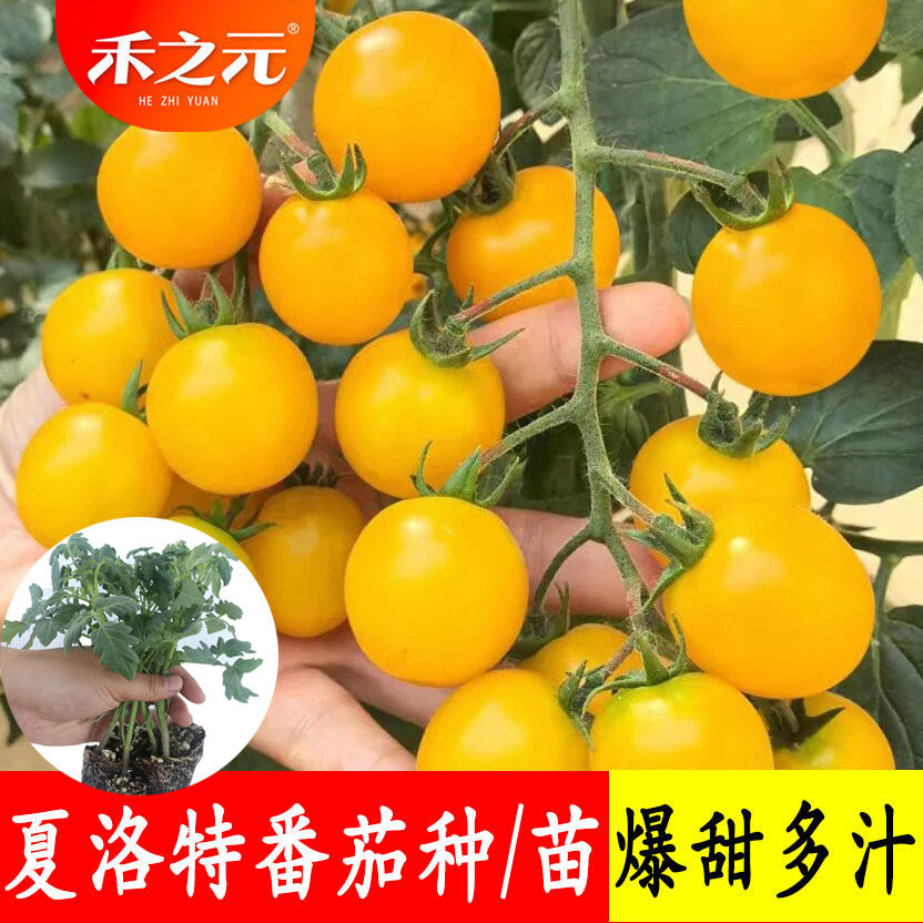 夏洛特番茄苗种子黄色樱桃番茄种籽黄色圣女果小柿子阳台盆栽秧苗