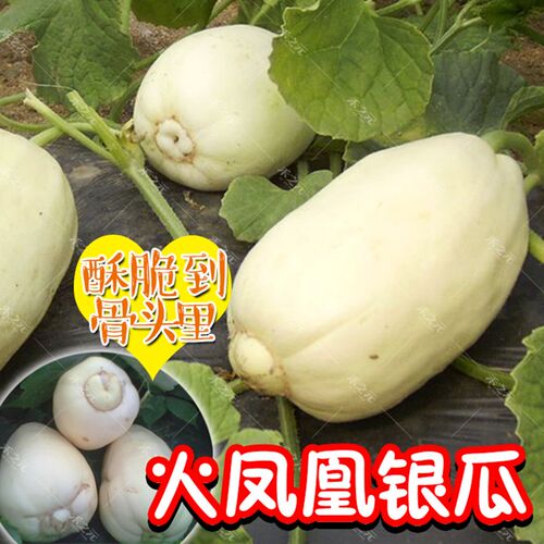山东银瓜老品种香瓜种子