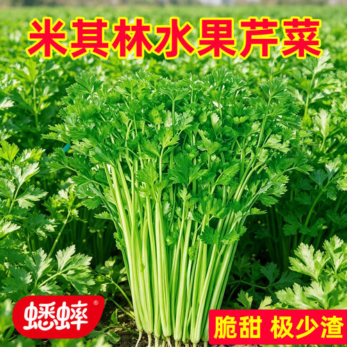 米其林水果芹菜种子农家蔬菜籽