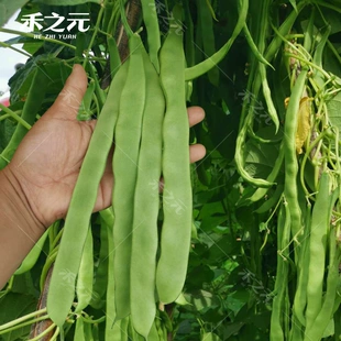 夏季 荷兰绿金龙芸豆种子宽荚芸豆种籽高产四季 豆早熟春季 蔬菜种孑