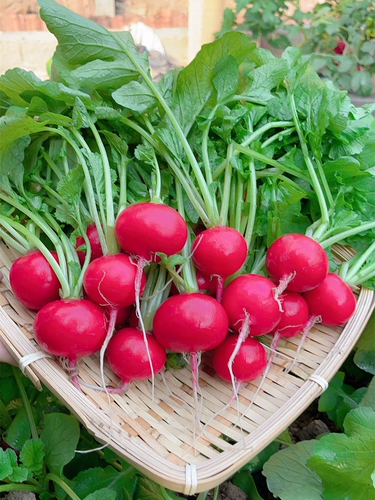 Семена вишнево -железа Daquan Fruit Spring и осенняя вишневая радиопереда