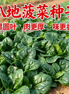 蟋蟀牌趴地菠菜种子叶肉更厚更香