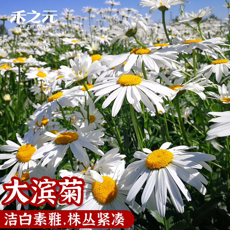 滨菊 西洋菊 法国菊 牛眼菊 法兰西菊花卉百科图片 培育种植 饲养繁殖 Sbike