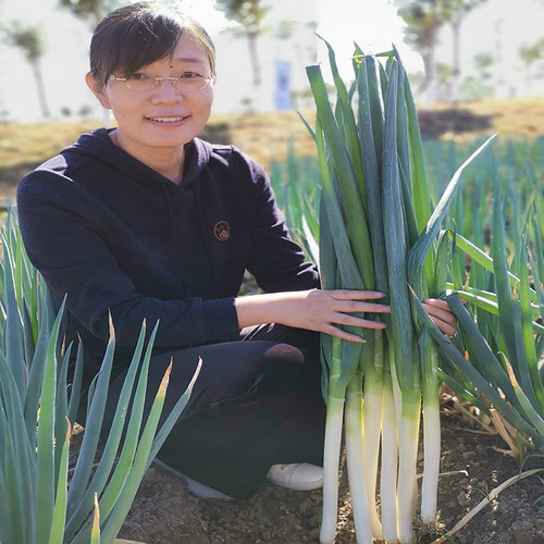 中华大葱种子铁杆耐热春季