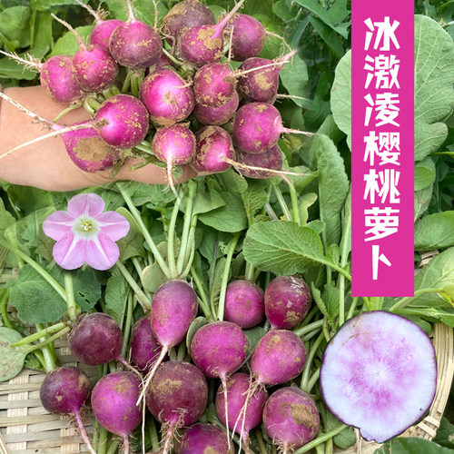 紫樱桃萝卜种子水果春秋菜籽