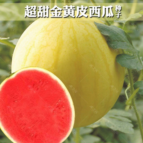 金福京欣西瓜种子日本果重播红壤