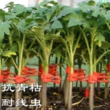 Мощный томатный корневой кодрис, прививка томатов.