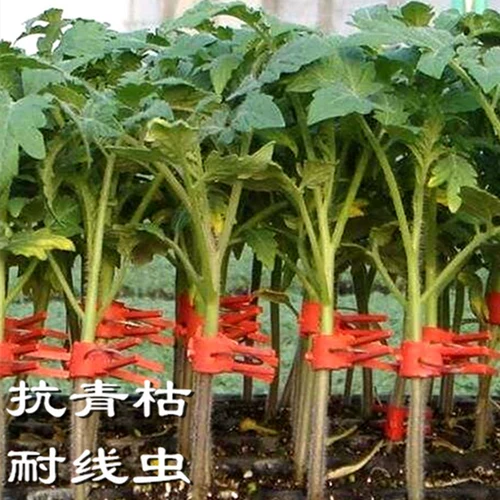 Мощный томатный корневой кодрис, прививка томатов.