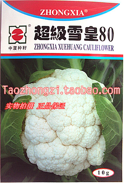 超级雪皇80天 优质白菜花种子 花菜种子 白色花椰菜种籽秋季