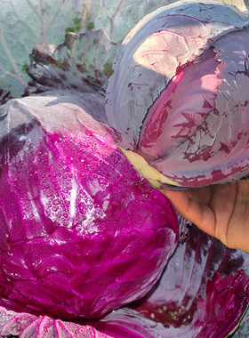 紫风紫云甘蓝种子红包菜红甘蓝种籽包心蔬菜包心菜种孑禾之元种业