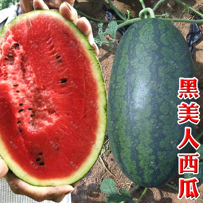大黑美人西瓜种子大全黑皮西瓜种籽沙瓤春南方农家高产蔬菜种孑,鲜花速递/花卉仿真/绿植园艺,家庭园艺种子,淘宝优惠券,粉丝福利购,淘宝优惠卷