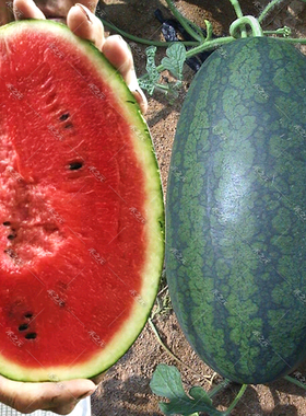 大黑美人西瓜种子大全黑皮西瓜种籽沙瓤春南方农家高产蔬菜种孑