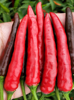 朝天椒种子金椒朝天椒高产朝天椒超辣椒种籽春季四季禾之元种业