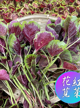 花红苋菜种子圆叶青苋菜籽春夏秋冬苋菜种孑四季种蔬菜抗寒易种植