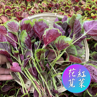 种蔬菜抗寒易种植 花红苋菜种子圆叶青苋菜籽春夏秋冬苋菜种孑四季