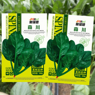 森川菠菜种子圆厚叶大叶菠菜秋冬耐寒四季 蔬菜种高产籽黑叶粉红根