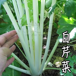 雪白芹菜种子彩色芹菜种子芹菜蔬菜种籽青菜四季春夏秋冬季水菜孑
