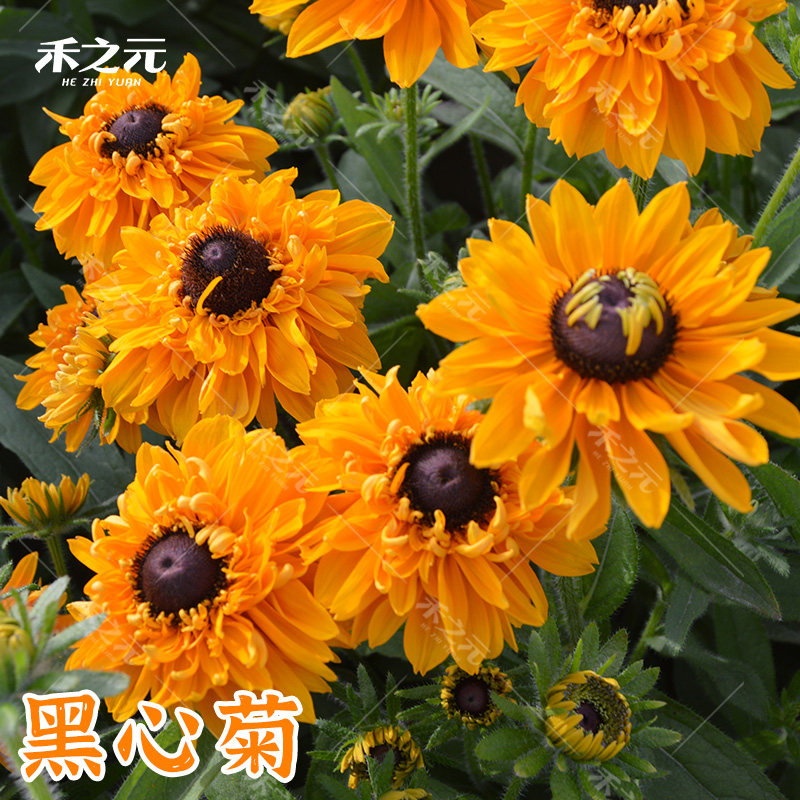 种籽绿化多年生观花植物种子图片