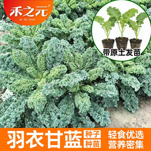 羽衣甘蓝种子羽衣甘蓝种苗