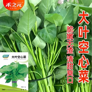 大叶空心菜种子圆叶菜苗菜籽蔬菜大叶空心菜种籽农家盆栽春季 四季