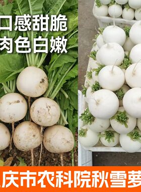 秋雪白圆萝卜籽秋季萝卜禾之元