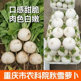 秋雪大白圆萝卜种子农科院秋雪白皮白肉罗籽水果四季农家春季秋种