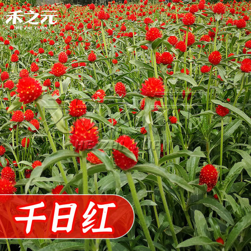 千日红种子易活四季开花室内盆栽