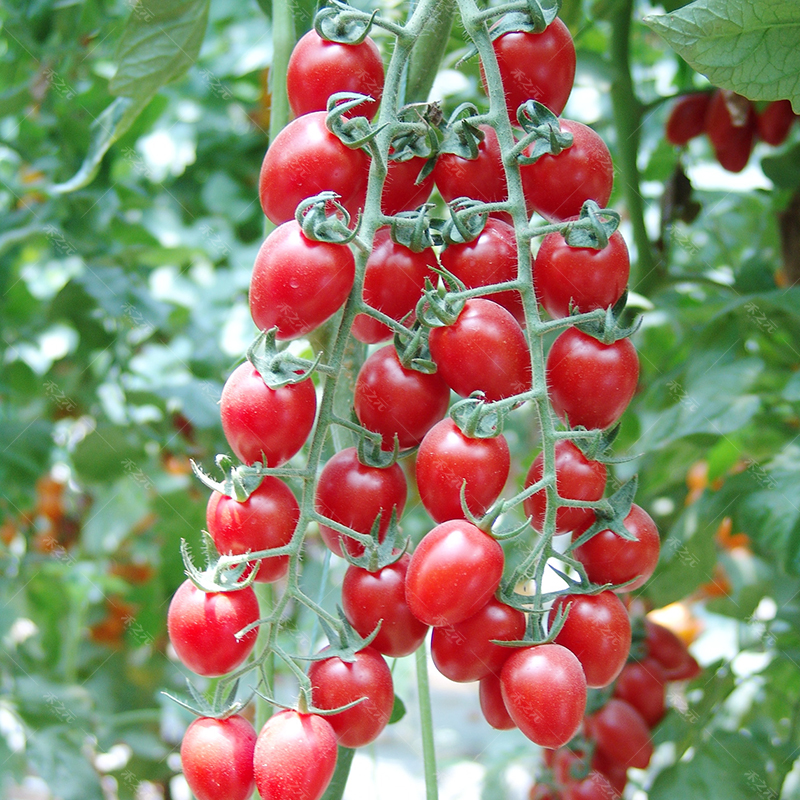 台湾千禧番茄种子沙瓤樱桃西红柿种籽圣女果蔬菜孑春季四季番茄苗