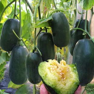 飞天8号甜瓜种子甜瓜种籽蜜四季春季秋冬瓜种种孑洋羊角蜜黑皮瓜