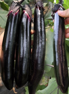 蔬菜种子黑贵人长茄蔬菜种孑种籽春秋四季种籽圆黑长茄子苗秧大全