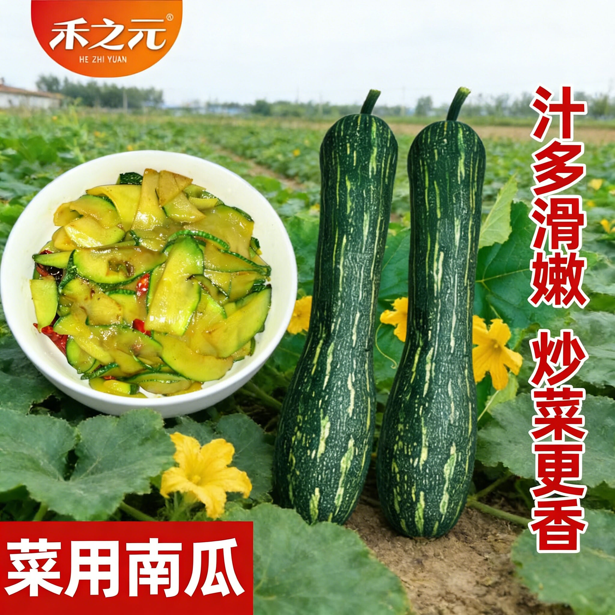 菜用南瓜种子号吊瓜种籽蔬菜种孑四季春季倭瓜种孑盆栽禾之元种业