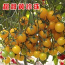 苗子西红柿种籽蔬菜种孑 超甜黄珍珠樱桃番茄种子盆栽阳台春季 四季