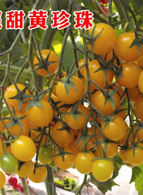超甜黄珍珠樱桃番茄种子盆栽阳台春季四季苗子西红柿种籽蔬菜种孑
