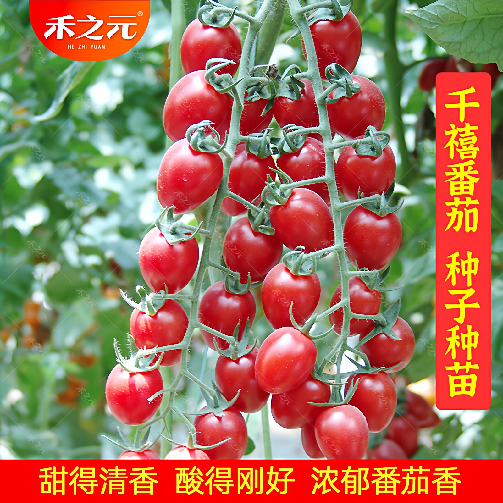 春季千禧番茄种子小番茄西红柿种籽圣女果釜山88草莓四季苗秧盆栽