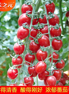 春季千禧番茄种子小番茄西红柿种籽圣女果釜山88草莓四季苗秧盆栽