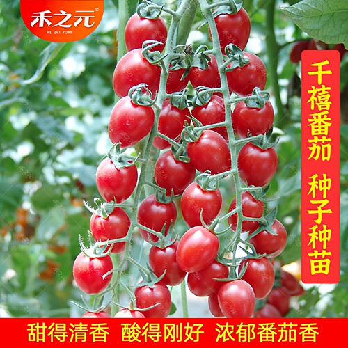 千禧番茄种子樱桃西红柿春季蟋蟀