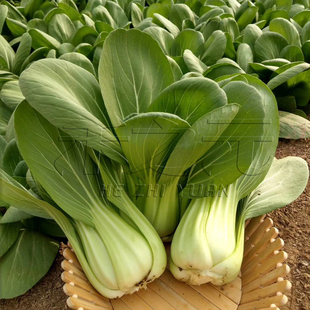 东京绿青菜种子四季 冬阳台盆栽小油菜苏州青梗上海青蔬菜籽春秋孑