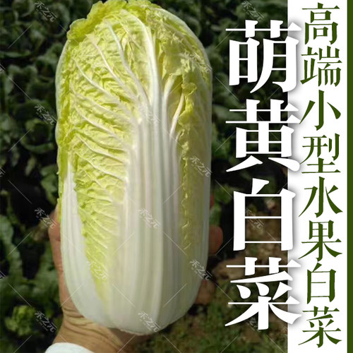 萌黄小白菜种子春秋大白菜四季