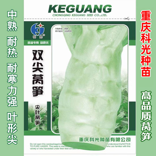 双尖莴笋种籽香莴笋四季