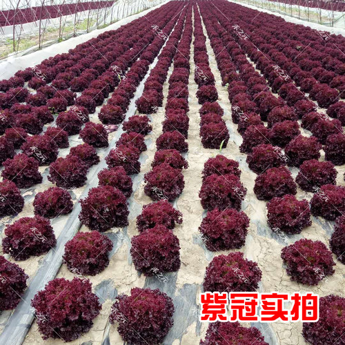 紫莎红皱紫叶生菜种子高产四季青