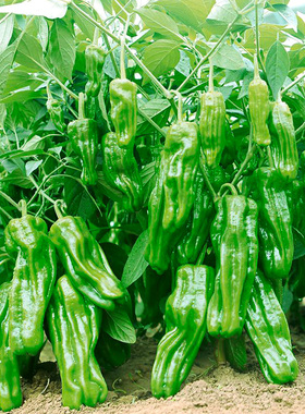 薄皮泡椒辣椒种子春季四季种籽高产盆栽南方二荆条秧苗蔬菜种大全