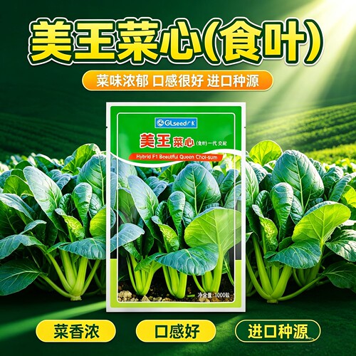 日本进口美王四季秋广东菜心种子