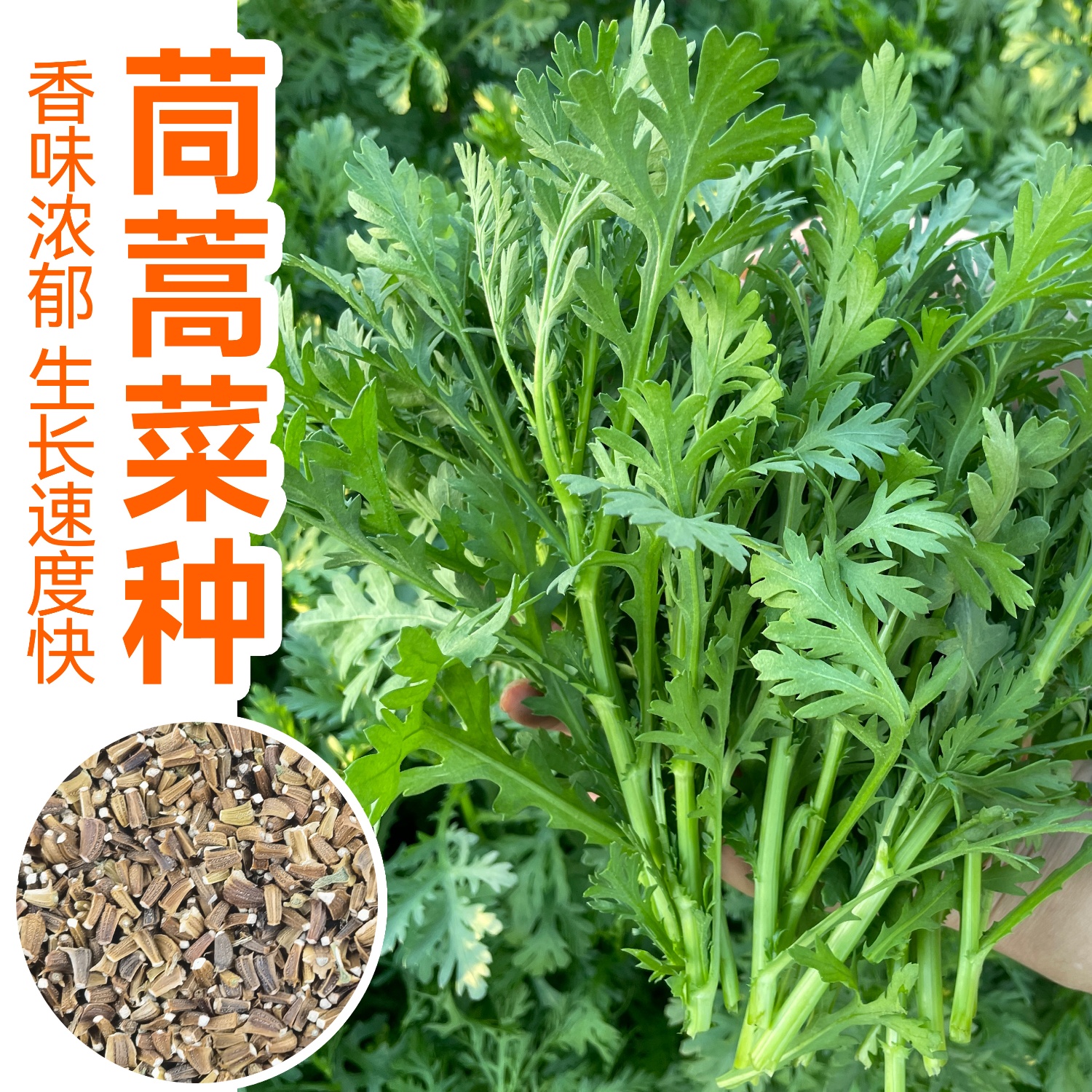 四季清香茼蒿种子，30天能吃菜
