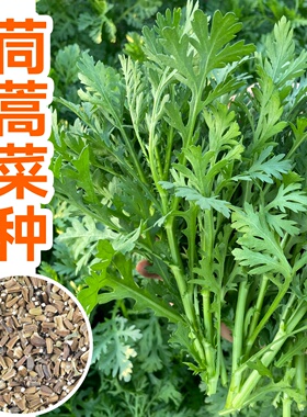 大中小叶茼蒿种子大全农家菜籽四季皇帝菜种春夏秋冬青蔬菜孑盆栽